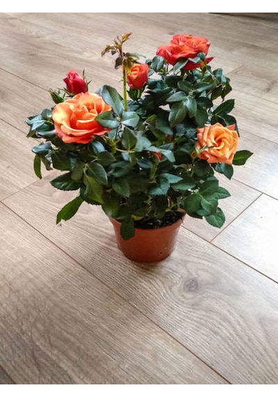 Videolu Koyu Somon Rengi Gül Fidanı Aşılı Saksılı 2 Adet 50-70cm Dış Mekan Salmon Roses