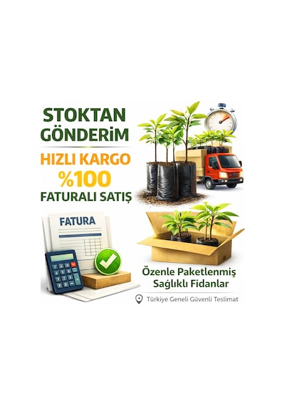 4 Yaş, Aşılı Pioneer Erik Fidanı, Torbada