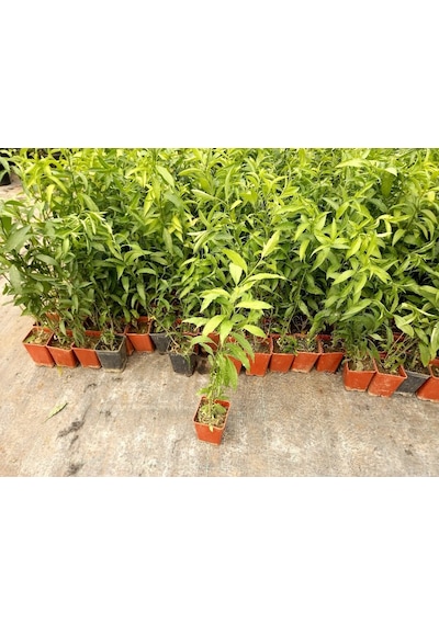 Melisa Çiçeği Fidanı 3 Adet - Cestrum Nocturnum N11.526