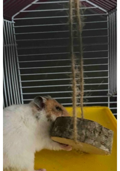 Doğal Ahşap Kemirme Oyuncağı Hamster Ve Tavşanlar İçin Sağlıklı Ve Dayanıklı Oyuncak
