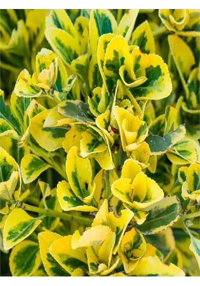 Videolu Tek Dal Yeni Iş Hediyesi Alacalı Şeflera Çiçeği 40-80 Cm Saksılı Iç Mekan Bitki Schefflera