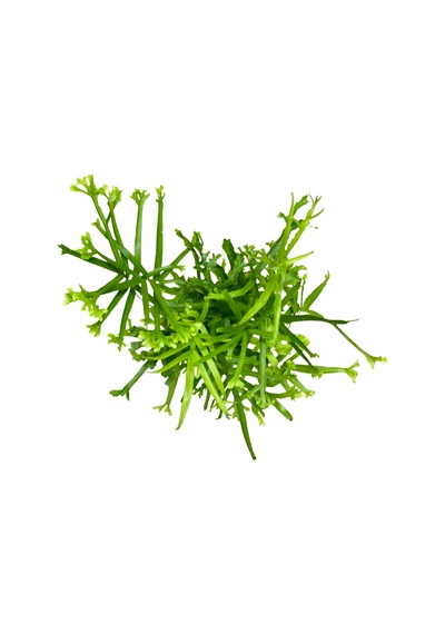 Pteris Cretica 'roeweri' Eğrelti Otu