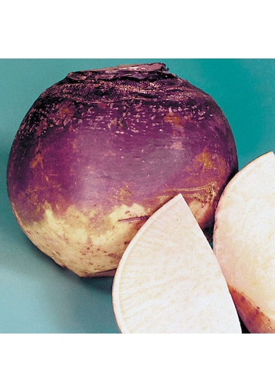 Doğal Purple Top Amrikano Şalgam Tohumu 30 Tohum