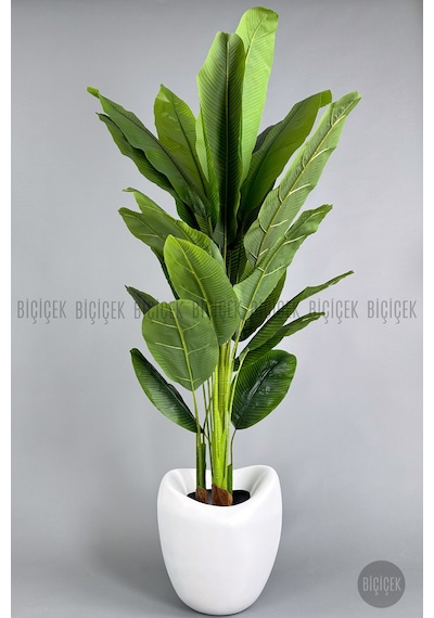 Biçiçek Yapay Muz Ağaci 210 Cm 4 Gövdeli̇ 21 Yaprak Beyaz Lale Saksıda