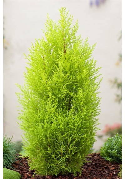 Tüplü Limoni Servi Fidanı Boy 40- 60 Cm