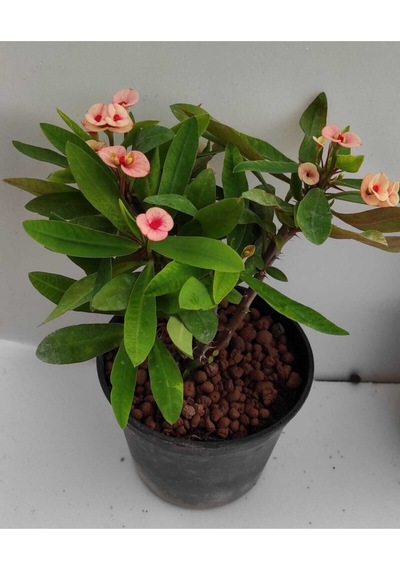 Videolu Milli Dikenler Tacı 32 45 Cm Saksılı Euphorbia