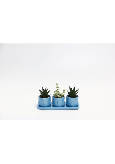 Trio Mavi Adler Sukulent Seti - Haworthia Limifolia. Crassula Per