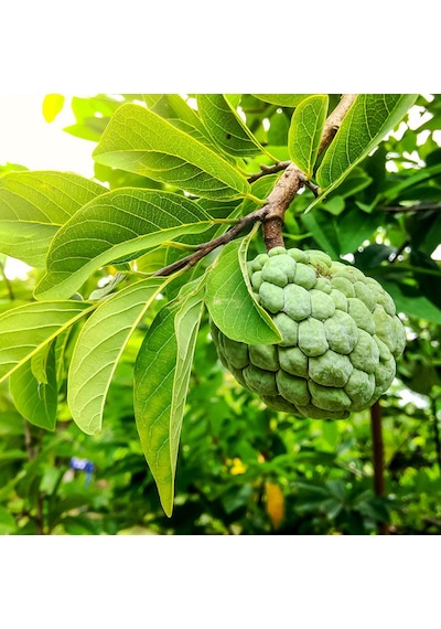 Sugar Apple Fidanı Aşısız 2 Yaş 40 Cm