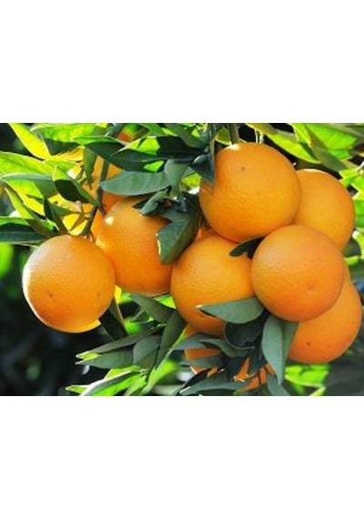 PLANTTECH Plant-Cu (5 lt)-%6 Sıvı Bakır -