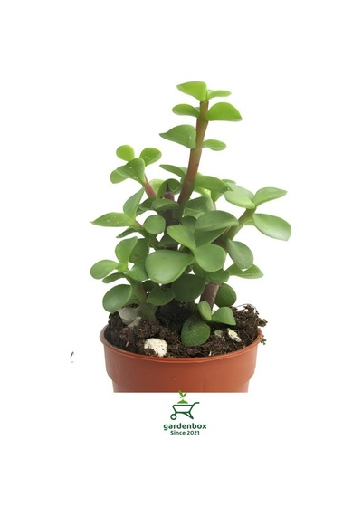 Yeşim Çiçeği 8,5 Saksıda 1 Adet 10-15cm Crassula