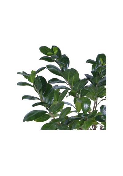 Ginseng Bonsai, Büyük Yaş - Ficus Microcarpa - Bitki Boyu 40-60 Cm