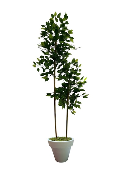 120 Cm Benjamin 2 Çubuklu Beyaz Plastik Saksı Yeşil