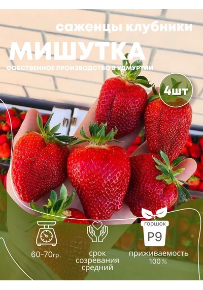 Мишутка Çilek Fide Fidanı, 4 Ad