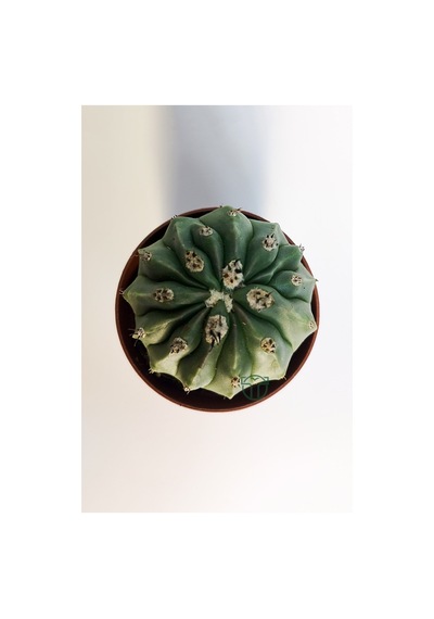 Melocactus Maxonii Inermis Şapkali Özel Tür Koleksiyon Kaktüs 5.5