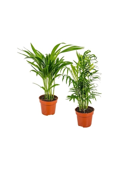 Areka & Dağ Palmiyesi Set 2 Adet 15-30 Cm