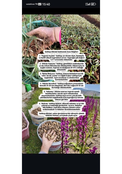 Dogal Salep Fidanı 25 Adet
