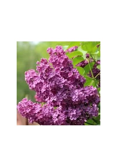 Saksıda Mor Leylak Çiçeği Ağacı 30-60 Cm