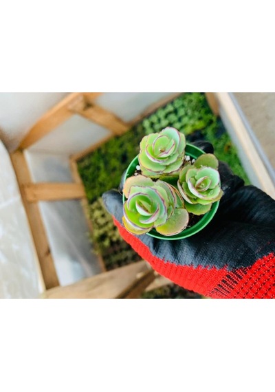 Kalanchoe Marnieriana 5.5 Cmlik Saksıda