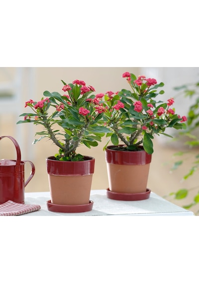 Dikenler Tacı -  Euphorbia milii Kırmızı
