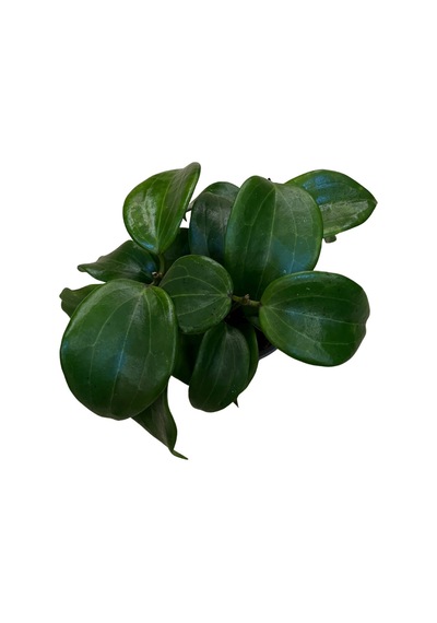 Hoya Quinquenervia (Mum Çiçeği) Ø12 CM Y15-20 CM