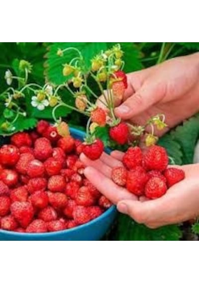 10 Adet Tohum Çilek Tohumu İthal Çilek Tohumu + Tohum N112736