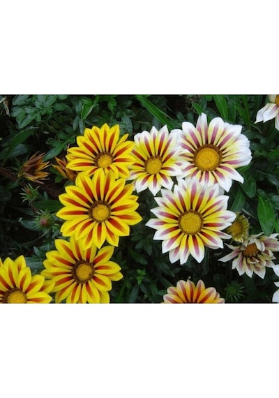 10 Adet Yellow Orange Gazania Tohumu