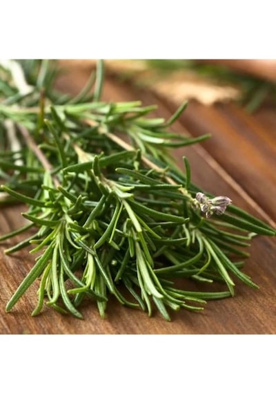 Bahçevilya 2 Adet Saksılı Biberiye Rosmarinus Officinalis