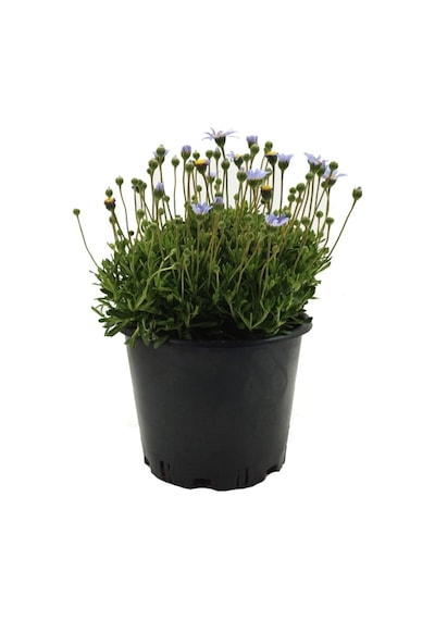 Mavi Çalı Papatyası 1 Adet Saksılı/ Tüplü 20-45 Cm Felicia Blue Daisy Bush