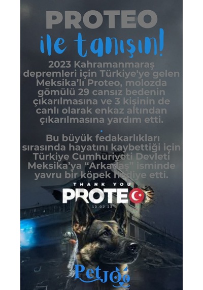 Petjoo 24.Proteo Mavi-Gri Qr'lı Köpek Künyesi