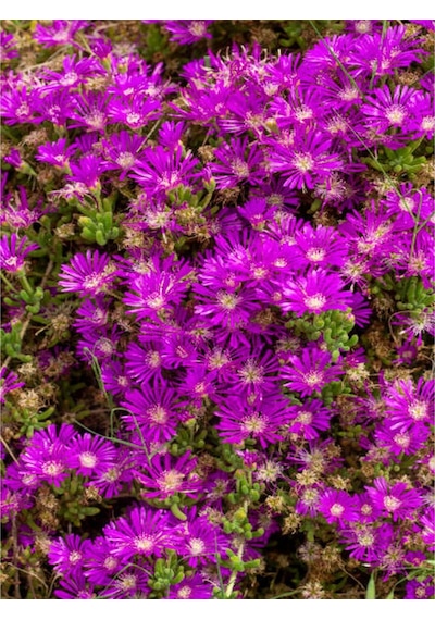Acem Halısı 5 15 Cm 30 Adet Saksılı/ Tüplü Çiçekli Bodur Bitki Drosanthemum Floribundum