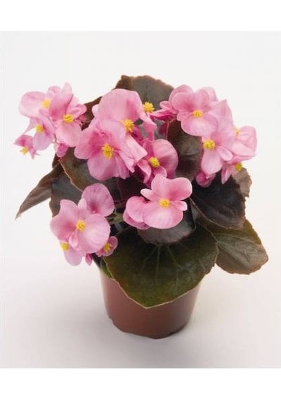 Begonya Çiçeği Pembe Begonıa Semperflorens 90 Adet