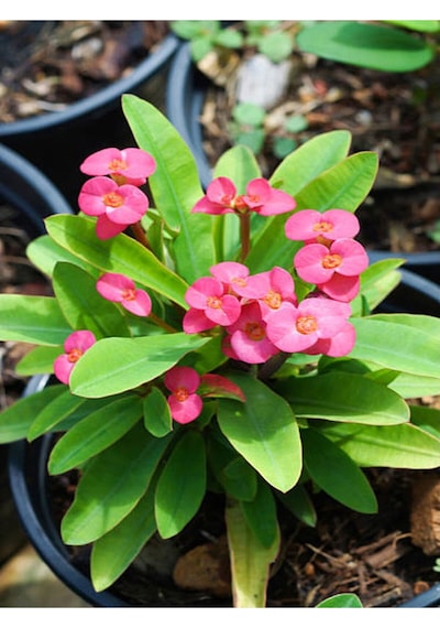 Videolu Pembe Milli Dikenler Tacı Dolgun Çiçekli 1 Adet Saksılı 20-40 Cm Salon Kaktüsü Euphorbia
