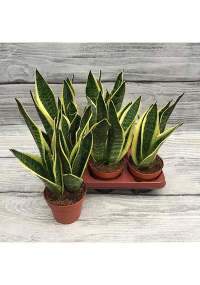 Sansevieria - Paşa Kılıcı - Peygamber Kılıcı Bitkisi 20-30 Cm