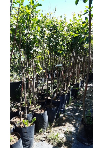 3 Yaş Aşılı Ekşi Kara urmu Dut