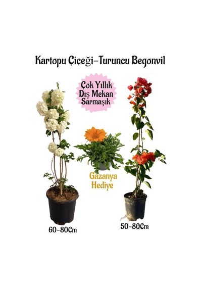 Kartopu Çiçeği 1 Adet +turuncu Begonvil 1 Adet+turuncu Gazanya Saksılı Bahçe Seti