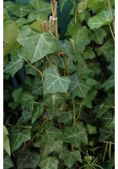 Duvar Sarmaşığı Hedera Helix 20-50cm Kaya Sarmaşığı Fidanı