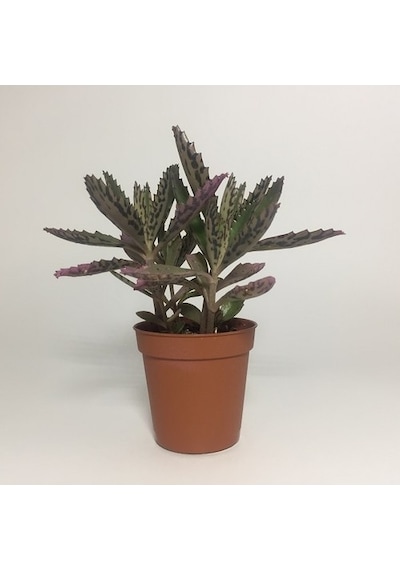 Aşkın Gözyaşı Çiçeği Kalanchoe Daigremontiana 5 Adet 10-20 Cm