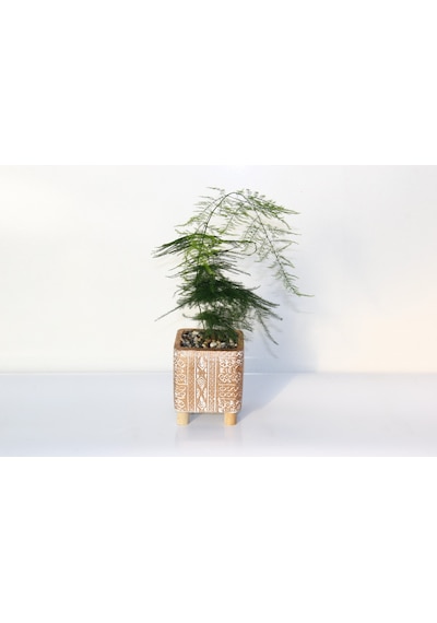 Asparagus Tül Kuşkonmaz Bronz Saksıda 2 Adet