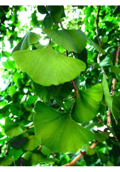 Ginkgo Biloba Fidanı 5 Adet - Mabet Ağacı