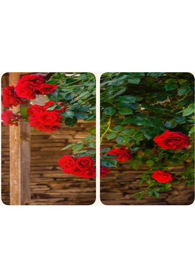 Videolu Mis Kokulu Kırmızı Sarılıcı Gül 90-120 Cm Tüplü Dış Mekan Ağaçları Red Rose