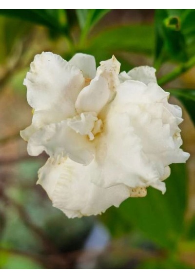 Videolu 1 Adet Beyaz Çiçekli Mis Kokulu Gardenya Çiçeği 20-30 Cm Saksılı İç Mekan Bitkileri Gardenia