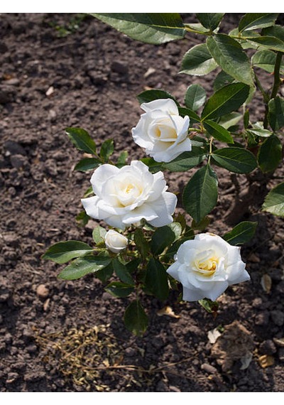 Videolu Yediveren Krem Beyaz Renginde Yoğun Kokulu 40 60 Cm 2 Adet Saksılı Aşılı Gül White Rose