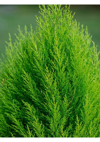 Videolu Limon Kokulu Limon Çam Fidanı 60 - 80 Cm 1 Adet Saksılı Dış Mekan Ağaç Cupressus Macrocarpa