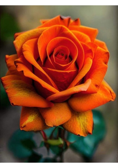 Videolu Yediveren Turuncu Gül 25 35 Cm Saksıda Aşılı Gül Orange Rose