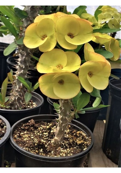 Sarı Milli Dikenler Tacı 1 Adet Saksılı 10-30 Cm Salon Bitkisi Kaktüs Euphorbia
