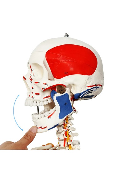 Gerçek Boyutlarında Kasları Ve Ligamentleri Gösteren Numaralandırılmış İnsan İskeleti Modeli, 180 Cm - İskelet Maketi 01