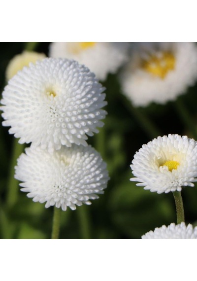 Bellis Perennis Beyaz Ponpon İngiliz Çayır Papatyası Çiçeği Tohum N115064