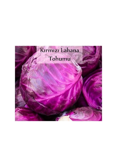 Kırmızı Lahana Tohumu 1 Paket 10gr 2000+ Adet Kırmızı Lahana Mohrenkohf Tohumu