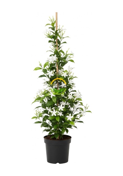 2 Yaş Arap Yasemini Fidanı 170-200cm Xl Boy