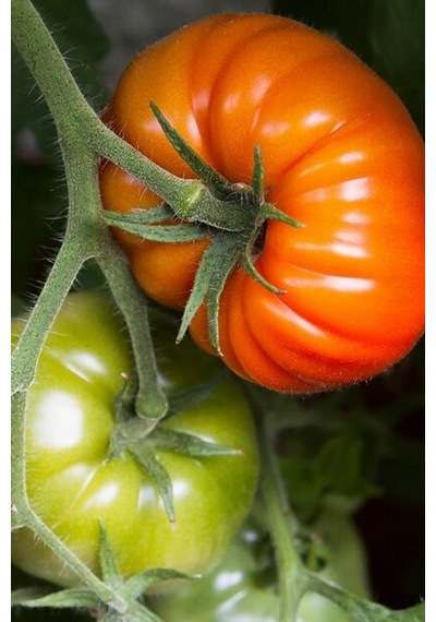 Mis Kokulu Yayla Domatesi Tohumu 20 Domates Tohumu + Tohum